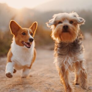 Bible Verse About Dogs: What Does the Bible Say About Dogs?